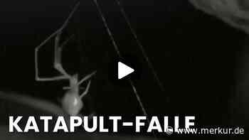 Ballista-Spinne im Video: So jagt sie Ameisen mit einer neuen Falle