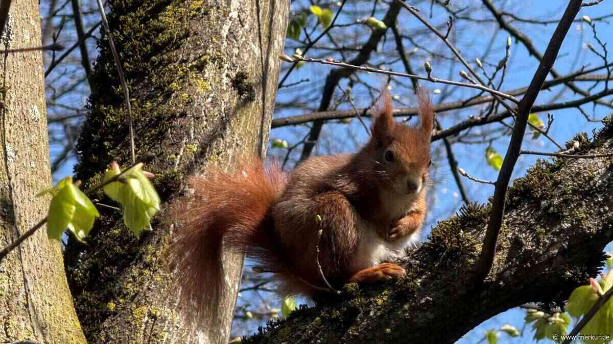 Handwerker verschließt Fassadenloch trotz Warnung – Eichhörnchen tot