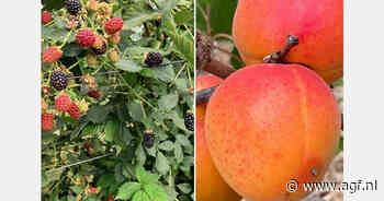 "Grote vraag naar vroege abrikozen, exclusief bramenras valt goed in de smaak"