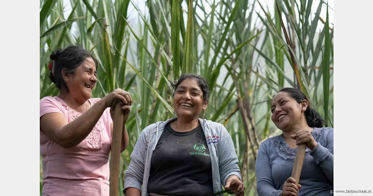 Fairtrade versterkt positie van telers met nieuwe strategie voor 2026-2028
