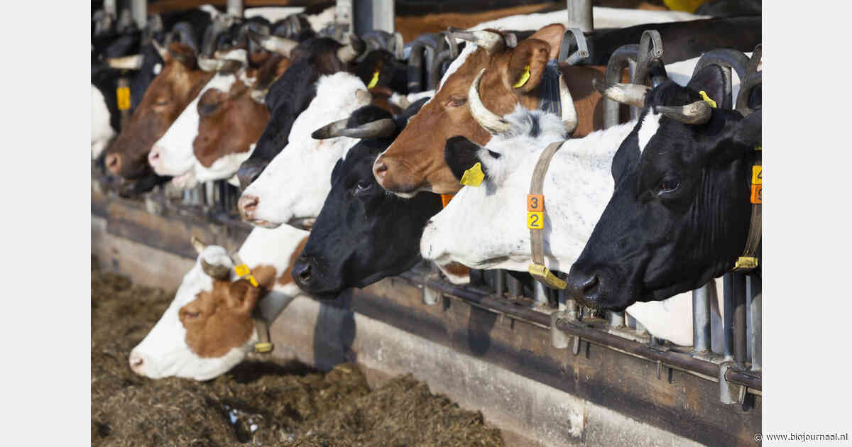 Convenant Voerspoor: lagere ammoniakemissie zonder effect op melkproductie