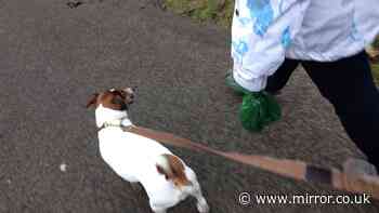 Some UK cities 'too hot for dog walks' for up to 17 hours on Wednesday