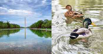 Hydrogen Peroxide or Algae: More Ducks Found Dead at Lincoln Memorial Reflecting Pool, $14M Bad Renovation?