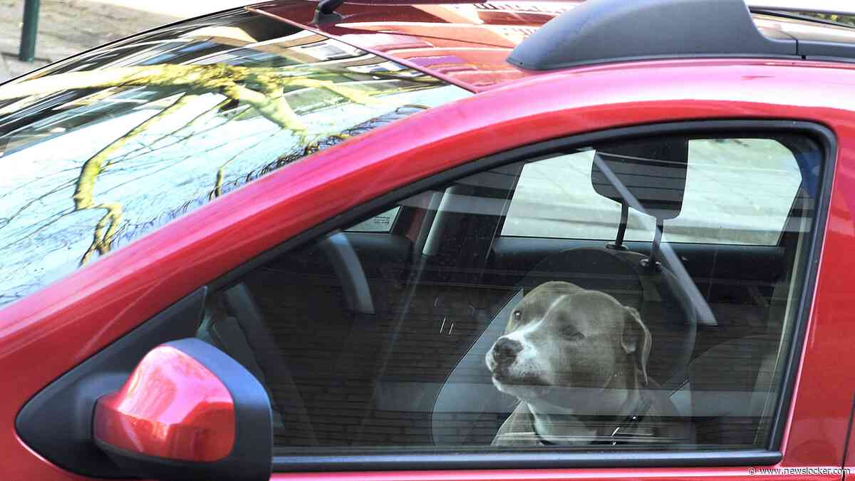Man laat hond achter in hete auto, politie grijpt in