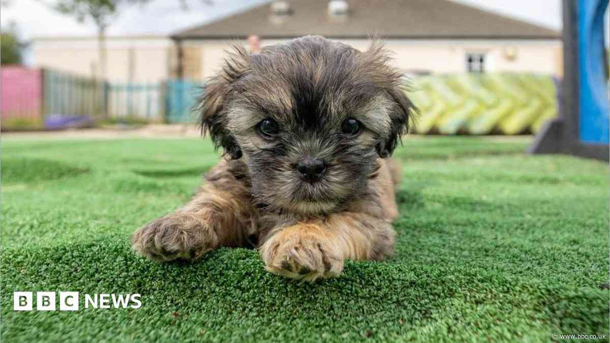 Puppies abandoned under bush find new homes
