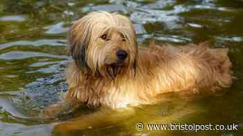 11 UK cities 'too hot to walk dogs' in June 24 'danger zone' as owners warned