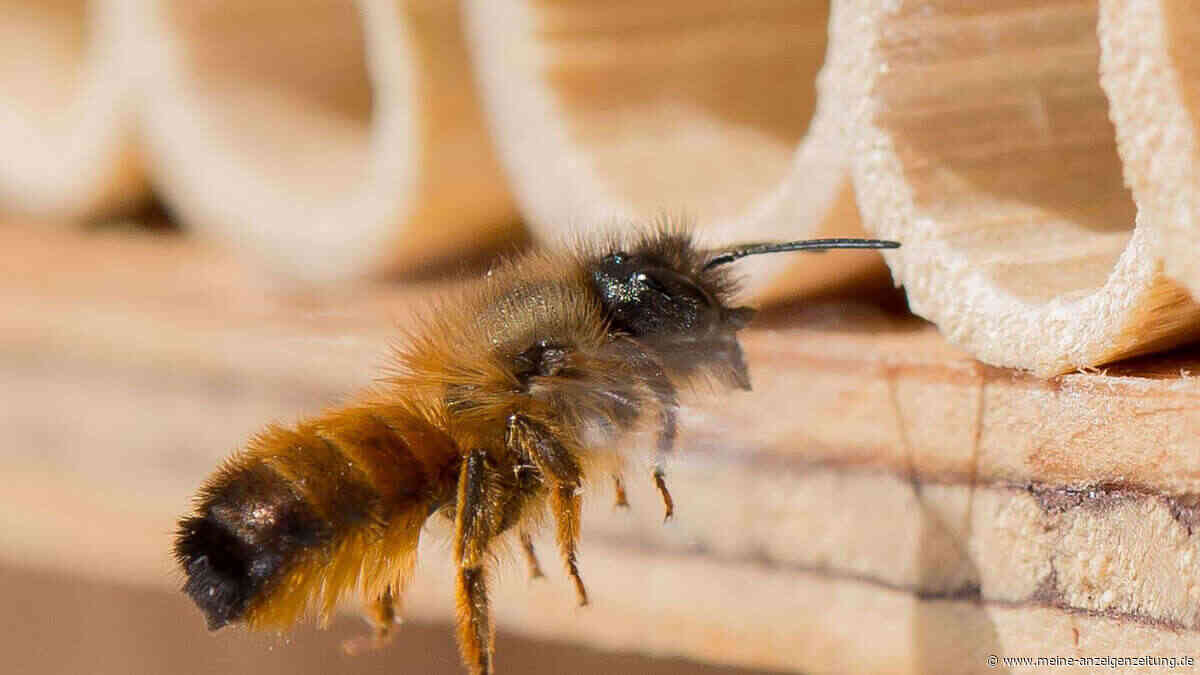 Löcher an der falschen Stelle? So ruinieren Sie Ihr Insektenhotel, ohne es zu merken