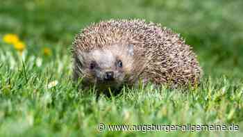 So werden Igel richtig gefüttert