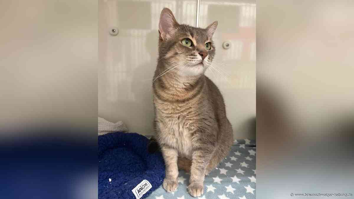 Verwechselt und vermisst: Katze aus Salzgitter strandet 150 Kilometer entfernt