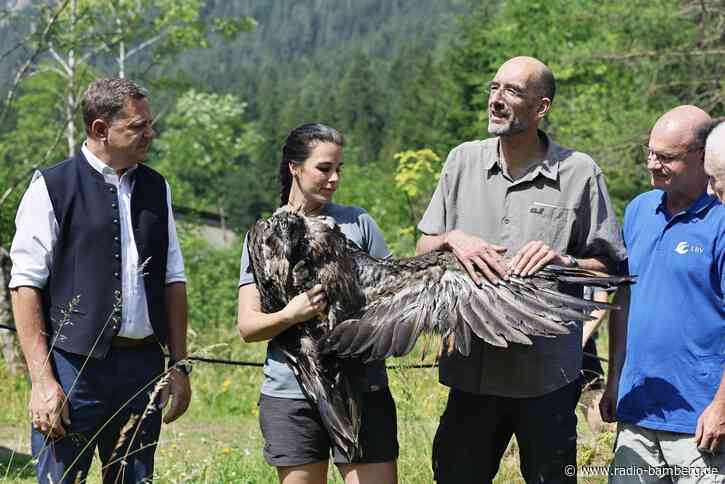 Bartgeier Alosa und Zierli ausgewildert