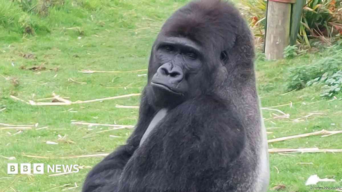 Silverback joins zoo's gorilla pack as leader