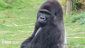 Silverback joins zoo's gorilla pack as leader