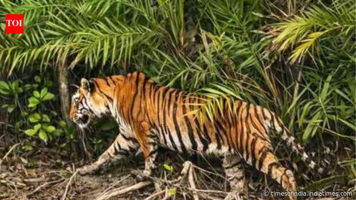 Bangladesh joins International Big Cat Alliance as new member, count reaches 27