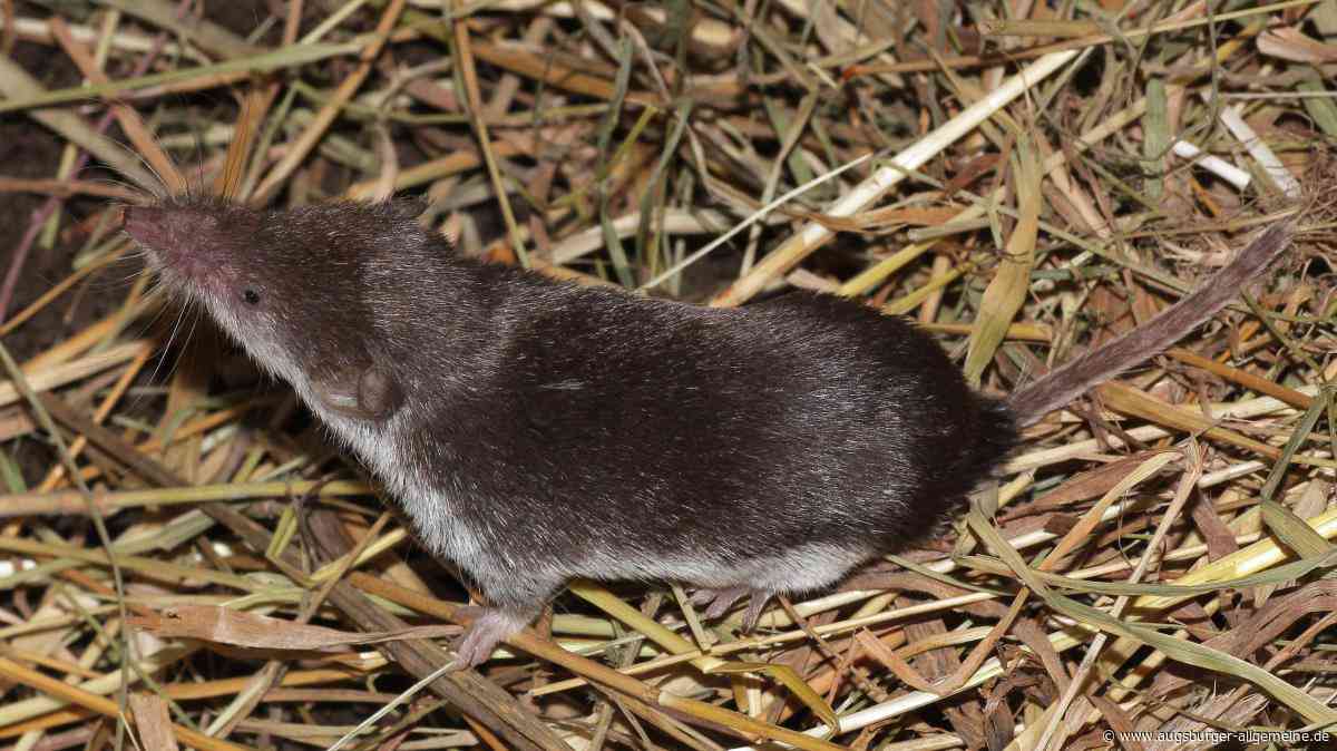 Seltenes Virus erstmals im Landkreis: Mann aus Schrobenhausen stirbt an Borna-Virus