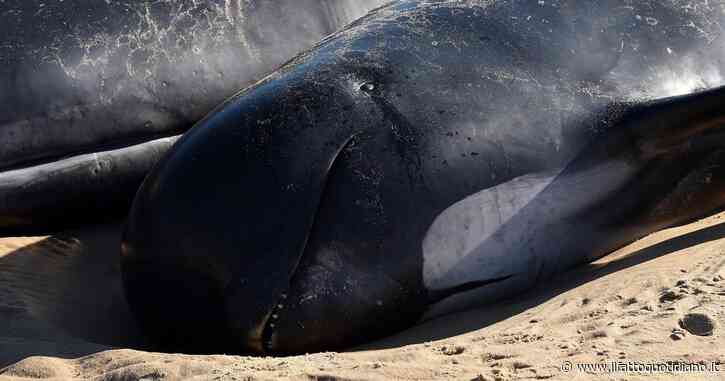 Una balenottera incinta è stata trovata morta a prua della nave da crociera. Le balenottere comuni sono in pericolo di estinzione e vulnerabili alle collisioni