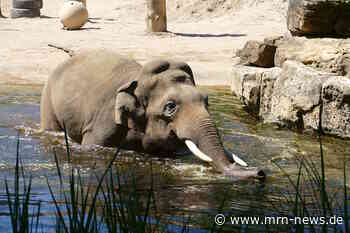 Heidelberg – So gehen die Tiere im Zoo Heidelberg mit der Hitzewelle um