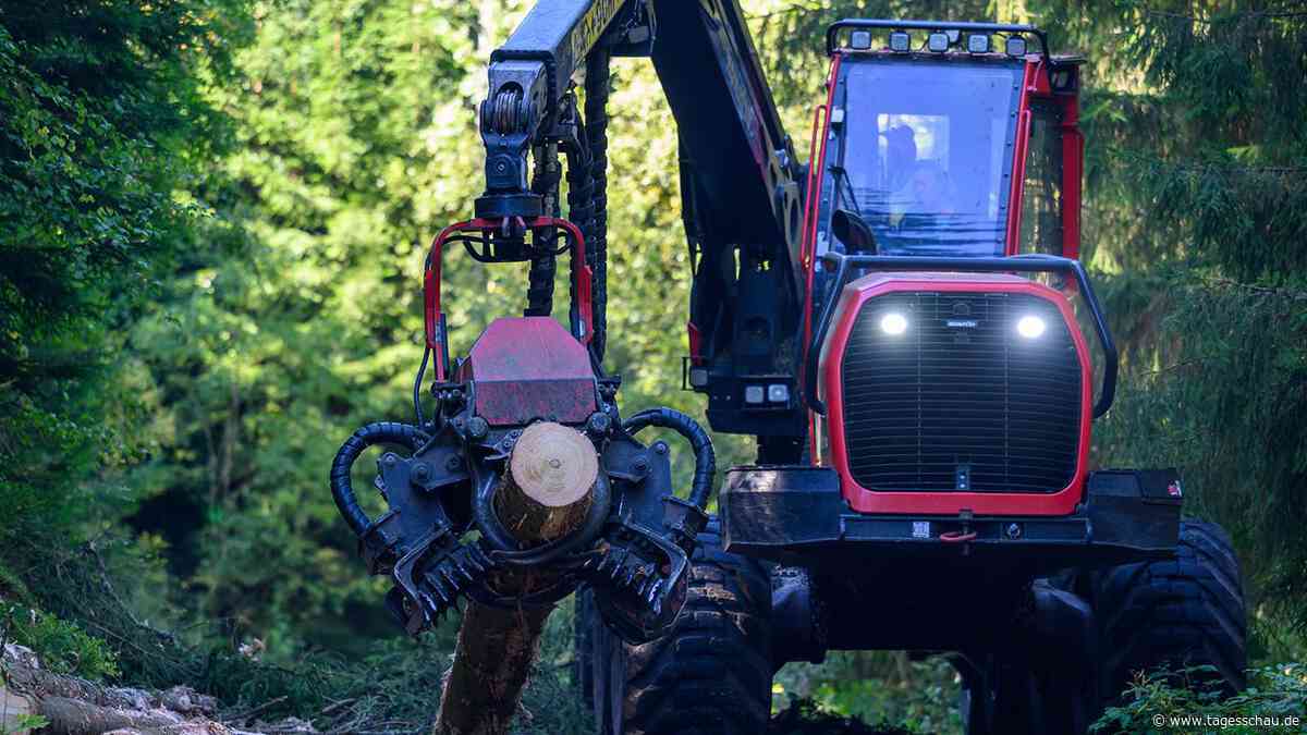 Der Wald als Klimaschützer und Rohstofflieferant