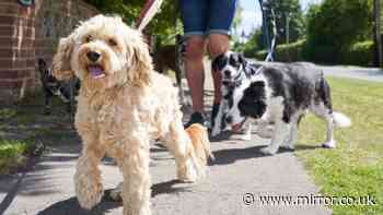 'I told dog owner to ‘take your shoes and socks off‘ and I couldn’t believe response'