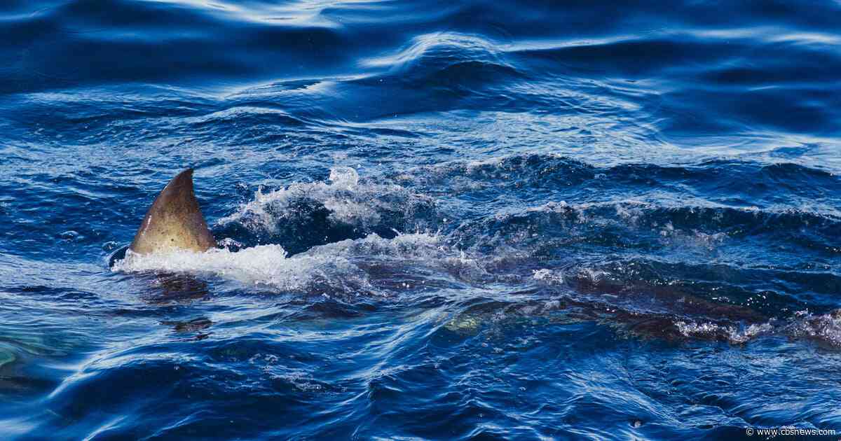 American boy attacked by shark in Bahamas while swimming with brother