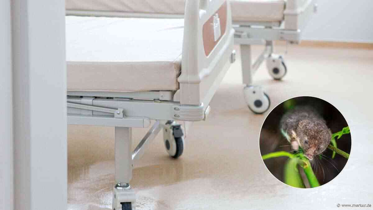 Schon wieder ein Bayer am Borna-Virus gestorben – erster Fall in der Region