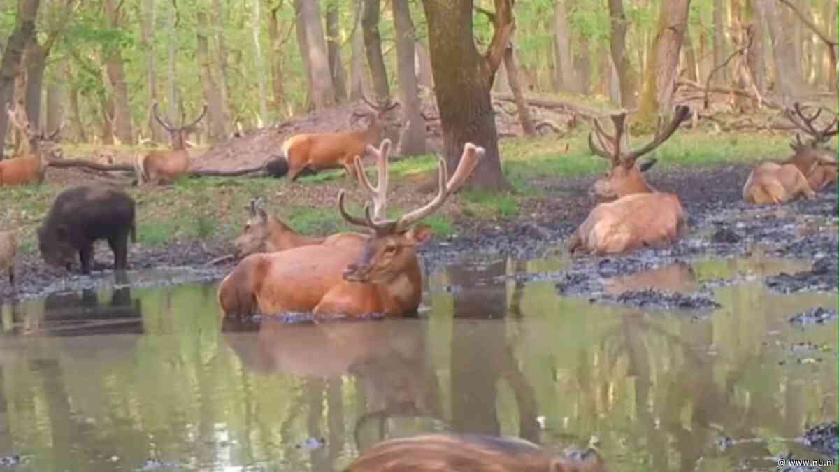 Konijnen krijgen icepack vanwege hitte, extra waterplekken voor wilde dieren