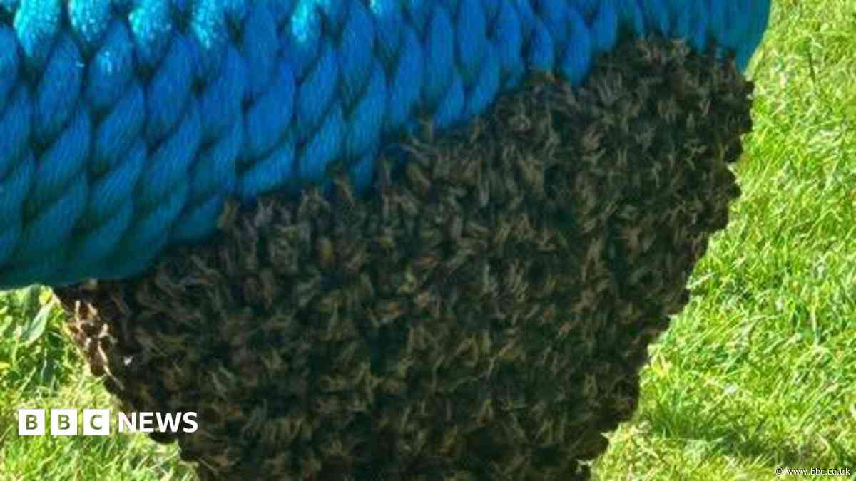 Swarm of bees removed from children's play area