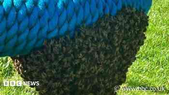 Swarm of bees removed from children's play area