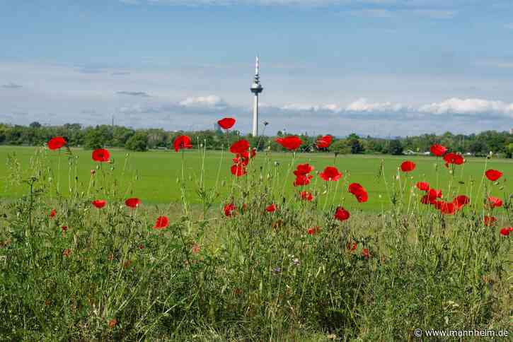 Kommunale Biodiversitätsstrategie beschlossen
