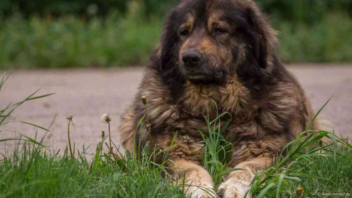 Wolf auf dem Vormarsch: Welche Herdenschutzhunde jetzt wieder gefragt sind
