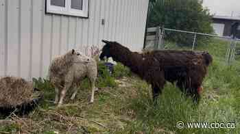 Sask. veterinarian recruits chatty sheep to be blind llama's bestie