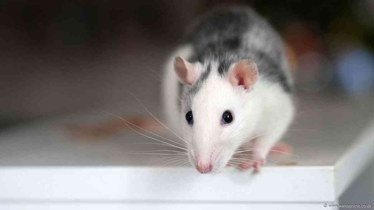 Prevent rats from entering your home with 36p common item