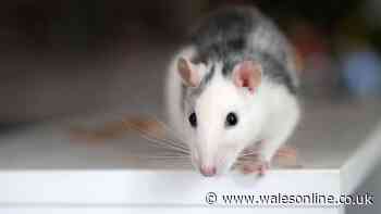Prevent rats from entering your home with 36p common item