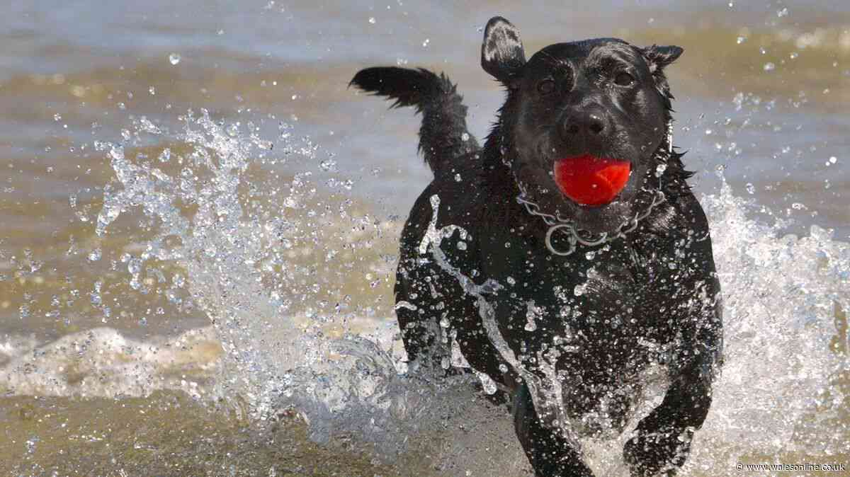Vet warns 'dogs could die' if owners don't spot 'hidden' danger on walks