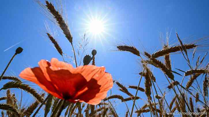 Tropische hitte treft Brabant: vrijdag mogelijk 40 graden