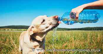 Vets issue urgent advice to keep pets safe in the heatwave