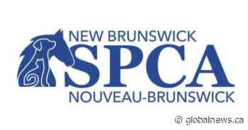 NBSPCA investigating after dog reportedly dragged behind vehicle in Saint John