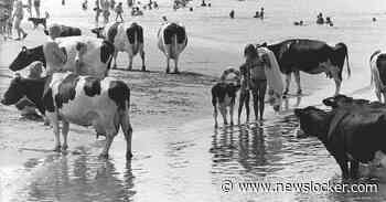 Vijftig jaar geleden werd ook 37 graden voorspeld. Toen vroeg men zich af: ‘Is de hitte een signaal dat het klimaat verandert?’