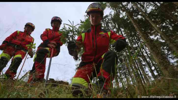 “Forest – Il futuro ha radici antiche”, il doc che racconta il lavoro forestale: da Vaia al bostrico, una riflessione sul nostro futuro