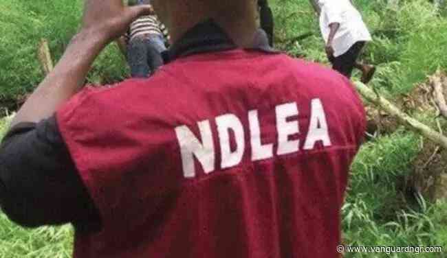 NDLEA arrests 559 drug suspects, rehabilitates 102 in Anambra