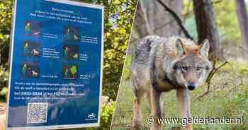 Wolf laat zich steeds zien vlak bij pannenkoekenrestaurant op de Veluwe en is mogelijk gevoerd