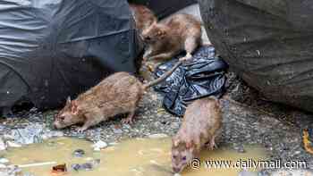 Mutant sewer rats spreading through major US cities as scientists discover disturbing DNA changes