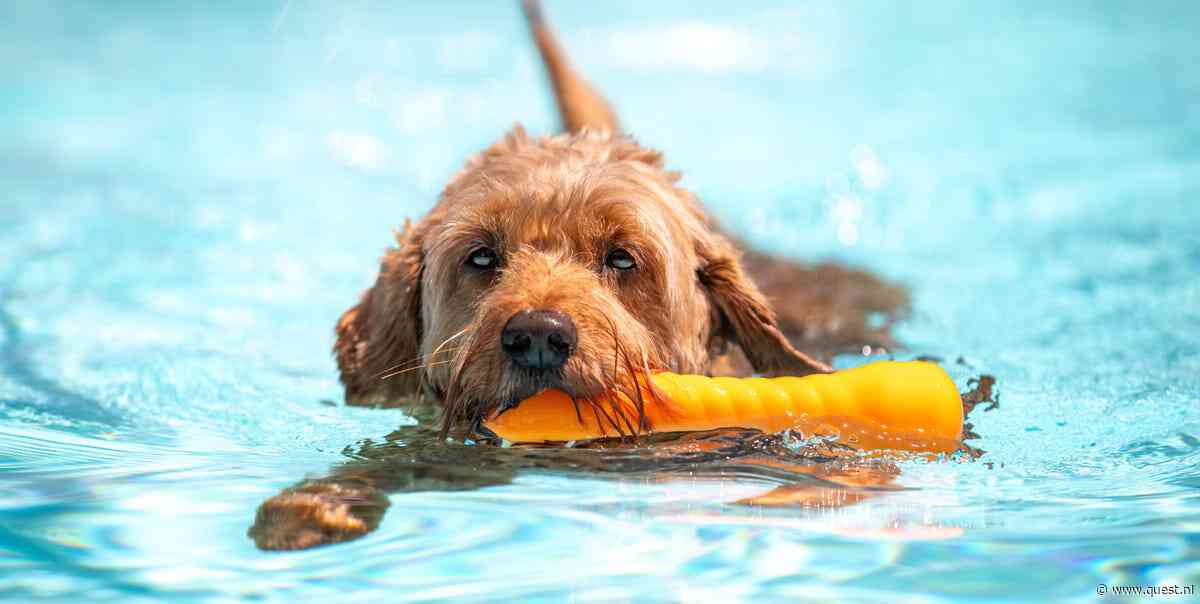 Hoe houd je je hond koel tijdens een hittegolf?