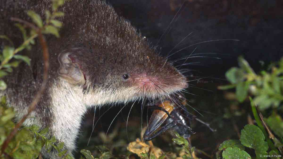 Gefährliche Erkrankung: Mensch in Bayern stirbt nach Infektion mit dem Bornavirus