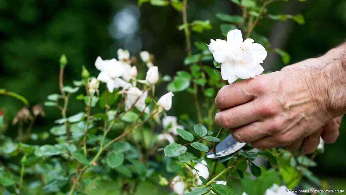 „Nicht stundenlang Bücher wälzen“: Experte empfiehlt radikalen Rosen-Sommerschnitt