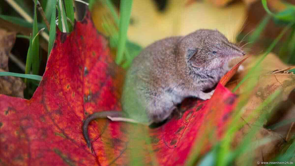 Bornavirus fordert weiteres Todesopfer in Oberbayern