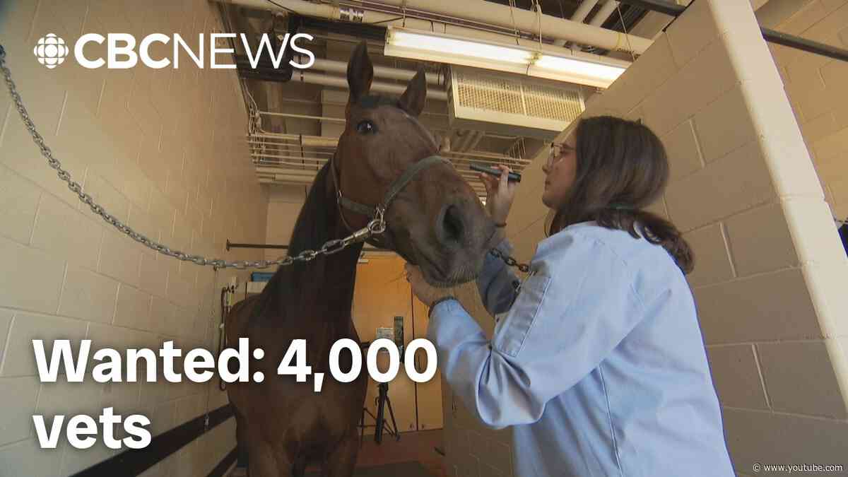 No vet in your area? Canada is thousands short — and P.E.I. is training more
