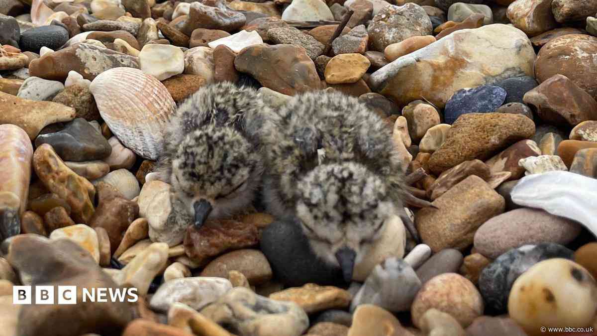 Nesting sites disturbed by bikers during break-in