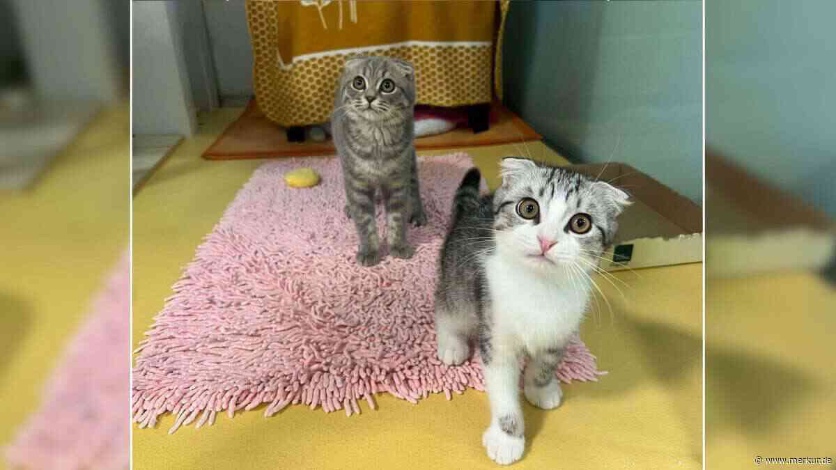 „Einfach grausam“: Bayerisches Tierheim sucht Zuhause für kleine Katzen