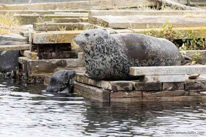 Vancouver Island beach visitors warned to give ‘abandoned’ seal pups space