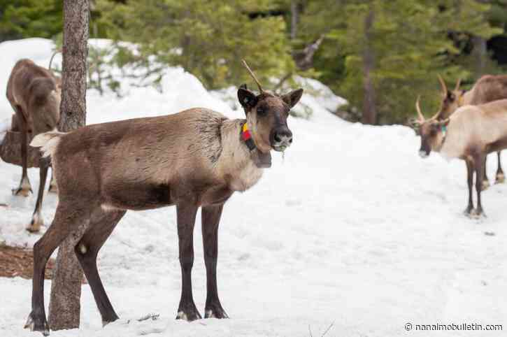 Syilx Okanagan file emergency order for Canada to save southern B.C. caribou